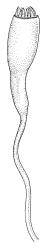 Trematodon flexipes, capsule. Drawn from J. Child 6008, CHR 432677.
 Image: R.C. Wagstaff © Landcare Research 2016 